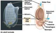 Urochordata: Tunicates But adult undergoes radical metamorphosis Becomes sessile, loses notochord, neural tube, and tail Pharynx is reduced Outer, epidermal wall or tunic surrounds the adult Last