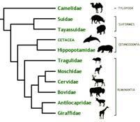 Clade IV: Laurasiatheria Cetartiodactyla Consists of what had been two orders: Artiodactyla Even-toed ungulates Cetacea Whales, dolphins, porpoises But whales sister-taxon to Hippos Originally