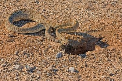 You ll find many animals using empty prairie dog holes. With its noisy tail, a rattlesnake tells others beware.