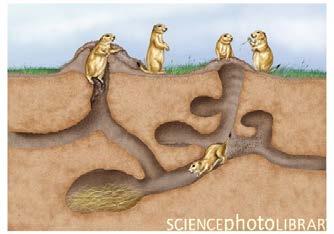 Adaptations Quest Above & Below ANSWER KEY Location 1 1. Why do you think prairie dogs need a listening chamber would it be far below the ground or close to the surface? Share ideas in your group.