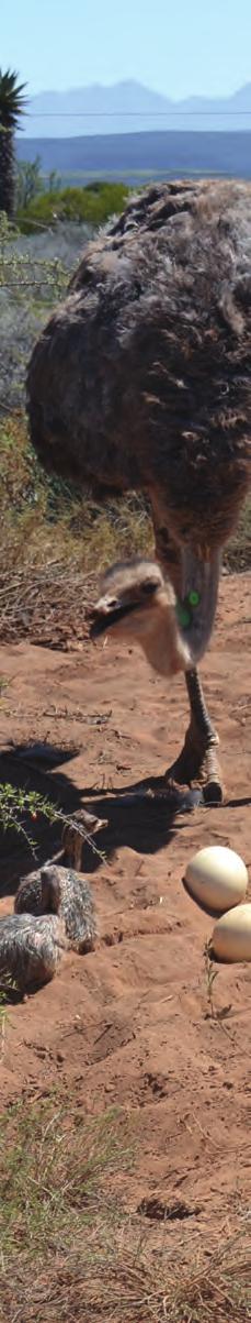 LESS METHANE GAS The ostrich (Struthiocamelus) being indigenous to the Little Karoo prefers a hot, arid climate. A sign that the ostriches thrive is that they breed very well.