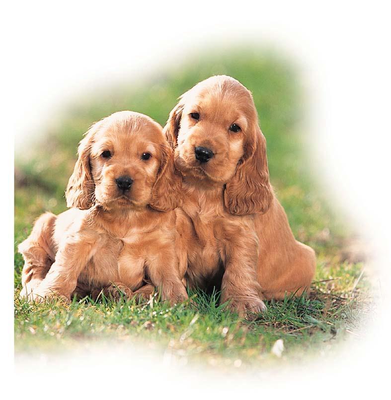 Sensitivity of the puppy Fragility of digestive system