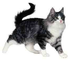 Cats should not be fed like small dogs Dog food is - Too weak in proteins and fats.