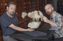 Last Modified: 08 Jul 2017 10:09pm Image 3 Paleontologists Cristiano Dal Sasso (left) and Simone Maganuco (right) standing next to the jaws of Razana