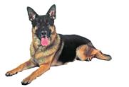 Bonus 4 More German Shepherd Care Tips There s so much more to know about raising a German Shepherd Dog! Here are some more tips for taking the best possible care of your dog.