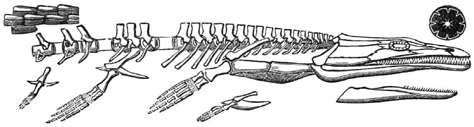 Retrieved from http:// en.wikipedia.org/wiki/australerpeton. Fig. 21. Skeleton of Eryops on display at the Field Museum of Natural History.