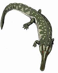 Clade Stereospondylmorpha Family Archegosauridae Archegosaurs were semi-aquatic temnospondyls.