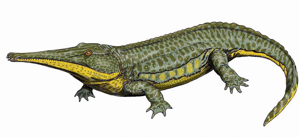 Their lifestyle may have been similar to that of crocodilians, with a diet that consisted of fish and other small amphibians.