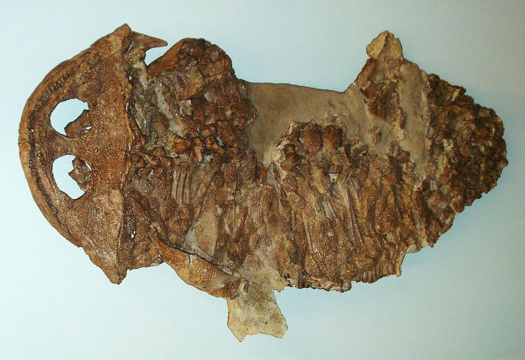 Family Plagiosauridae Plagiosauridae were fully aquatic temnospondyls which retained their gills as adults, and were quite similar to Laidleria (above).