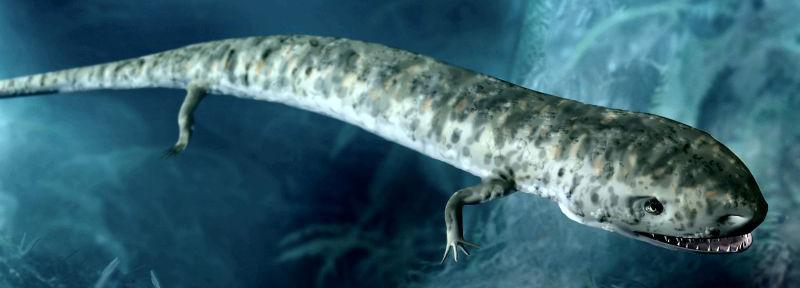 It is an extinct salamanderlike animal whose overall length was less than 15 cm (5.9 in).