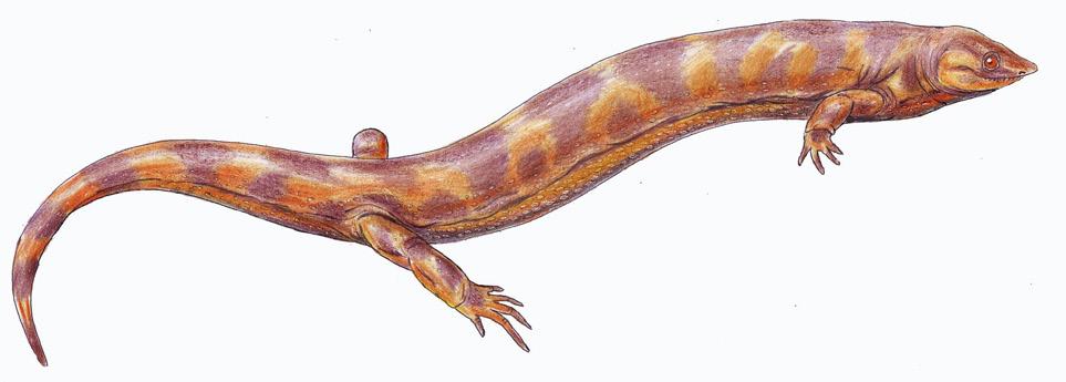 Fossil Baramins on Noah s Ark: The Amphibians Family Ostodolepidae Members of Ostodolepidae were terrestrial burrowing microsaurs less than 1 m (3.2 ft) in length.