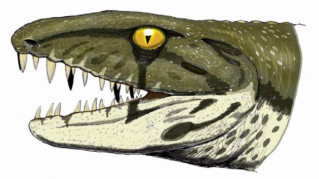 8 ft]) embolomere known primarily from skull material. The skull is large and solidly constructed, and Anthracosaurus possessed a reduced number of greatly enlarged teeth.