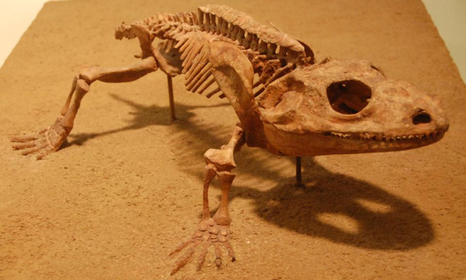 Family Zatracheidae Zatracheidae were terrestrial temnospondyls with somewhat salamander-like bodies, and possessed expanded skull bones forming horn-like projections and knobs.