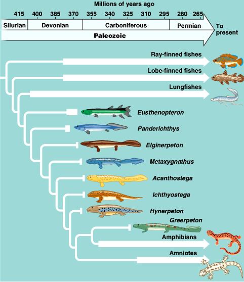 The next development was the evolution of four limbs (Clade Tetrapod). The closest living tetrapod to the lungfishes are the amphibians.