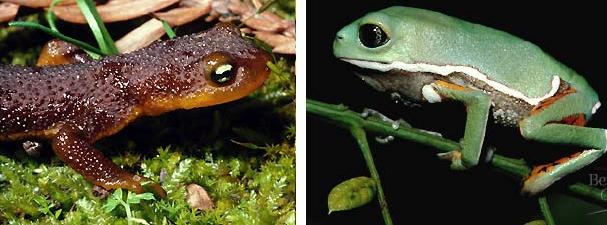 7. Class Amphibia- Most amphibians reproduce in water. 3 chambered heart, lungs sac-like. Uses skin to help breath. 3 orders of amphibians. A. Oder Urodela-salamanders retain tail as adults-legs out to.