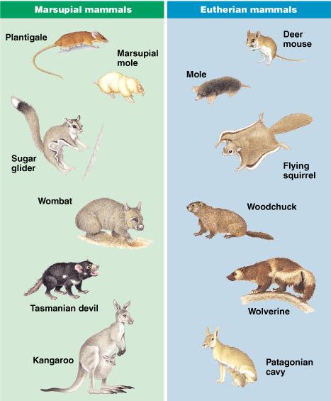 Many of the marsupials in Australia fill the same niche as a placental mammal in