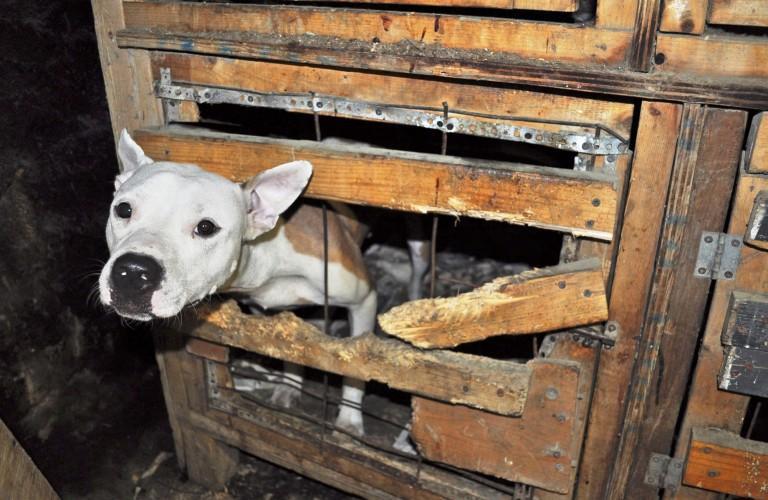 CASE REVIEW: BRONX DOG FIGHTING OP Overview Outcomes Seizure & Evidence Collection Placement