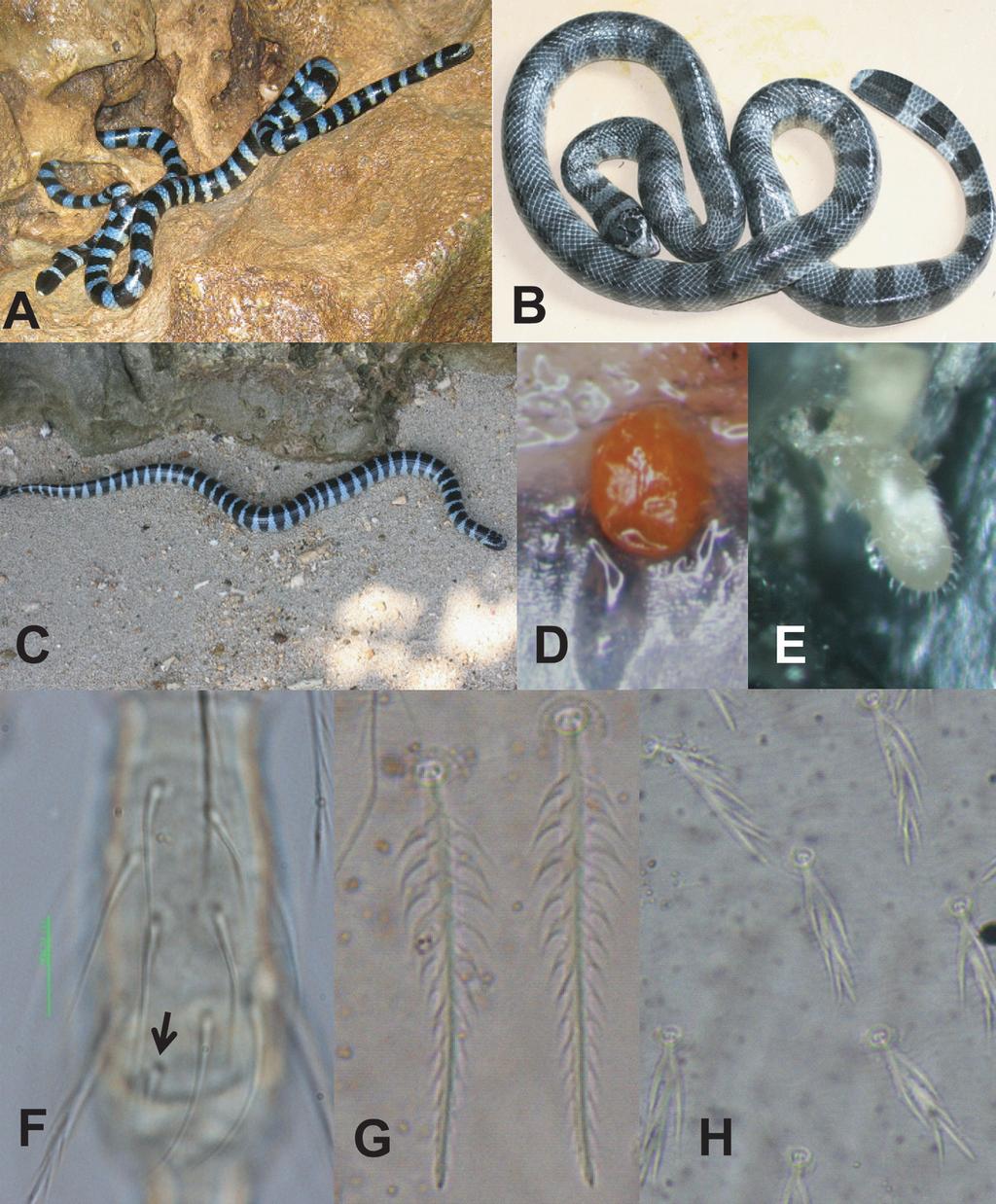 160 Mamoru Takahashi, Hitoko Misumi and Yumi Takahashi Fig. 1. Three Japanese sea kraits (unique hosts) and two new chigger species parasitic under their scales.