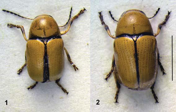Acta Entomologica Musei Nationalis Pragae, 54(2), 2014 647 Figs 1 4. 1 2 Cryptocephal us jirofti sp. nov. (1 male, 2 female); 3 4 C. vitellinus Lopatin, 1980 (3 male, 4 female).