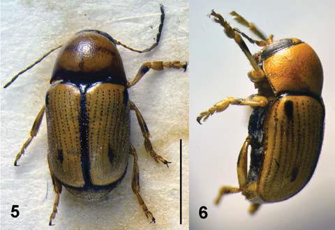 648 SCHÖLLER: Revision of Cryptocephalus vitellinus species group (Chrysomelidae) Figs 5 6. Cryptocephalus lucidus Rapilly, 1980 (5 male dorsal, 6 male lateral). Redescription. Medium-sized, male 3.