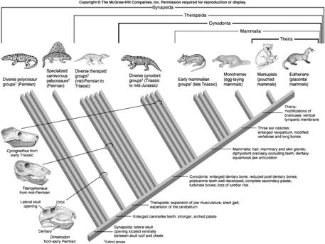 Early Mammals of the Triassic Period Fig. 28.3 The earliest mammals of the late Triassic were small and mouse- or shrew-sized.