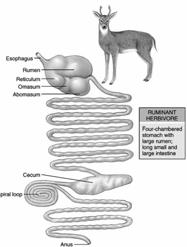 Specializations for Feeding Herbivores Browsers and grazers include horses, deer, antelope, cattle, sheep and goats. Herbivores have reduced or absent canines, but molars are broad and highcrowned.