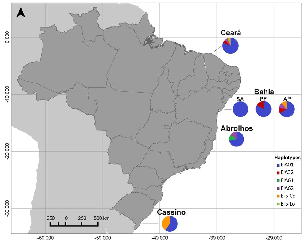 Figure 2. Haplotype frequencies of new immature hawksbill samples along Brazil (Ceará state, Bahia state, Abrolhos Park and Cassino Beach). SA, PF and AP = beaches at Bahia state.