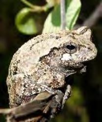 Blanchard's Cricket Frog T SGCN Spring
