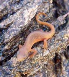 Mudpuppy Blue-spotted Salamander Unisexual