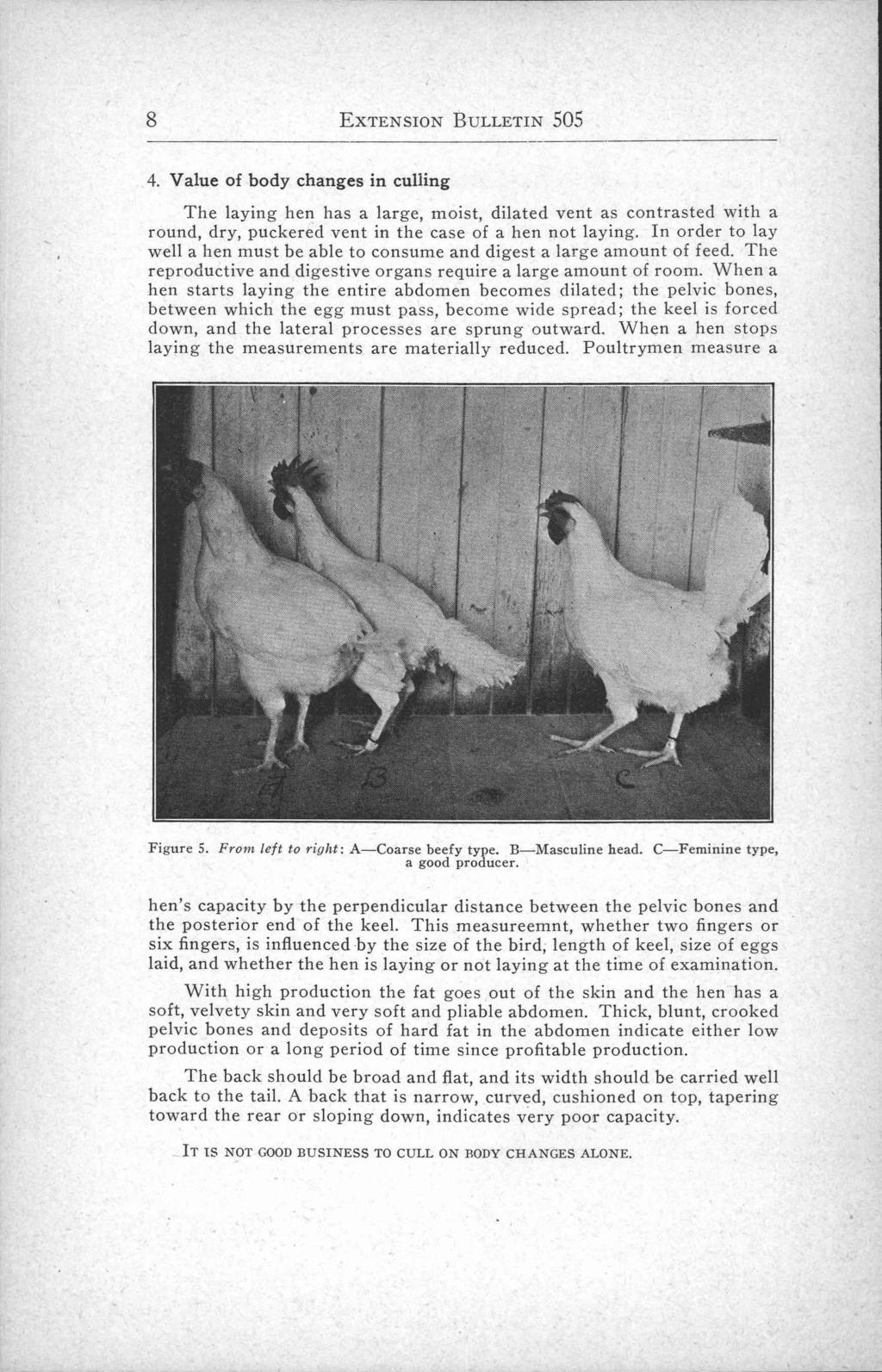 8 EXTENSION BULLETIN 505 4. Value of body changes in culling The laying hen has a large, moist, dilated vent as contrasted with a round, dry, puckered vent in the case of a hen not laying.