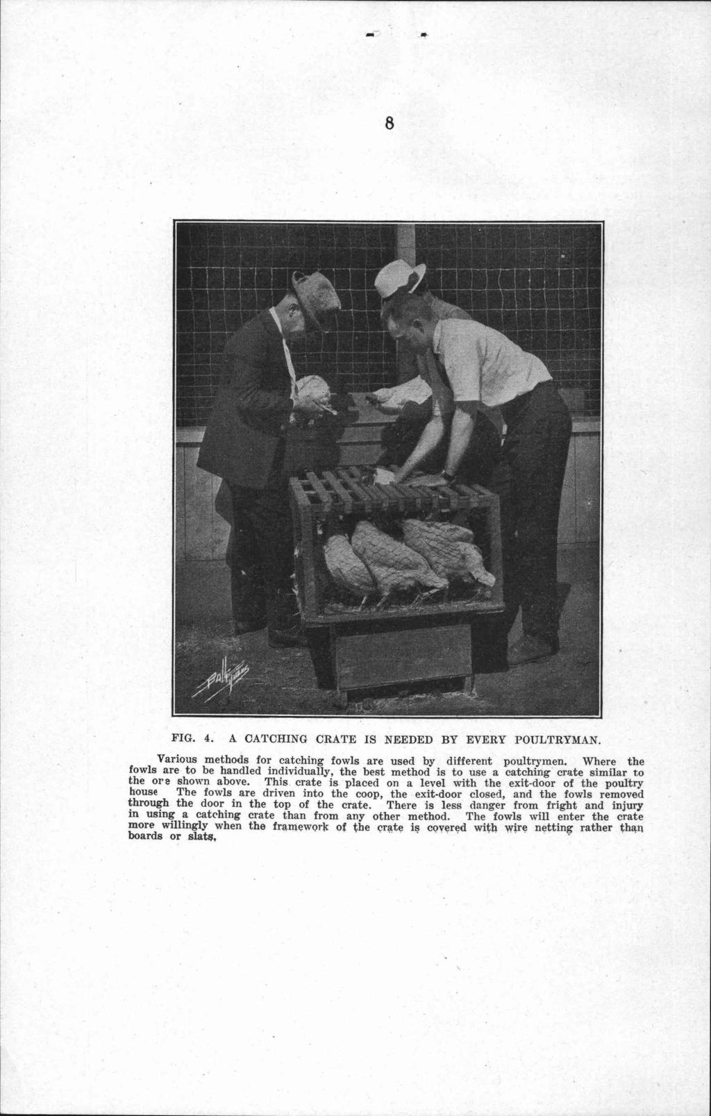 8 FIG. 4. A CATCHING CRATE IS NEEDED BY EVERY POULTRYMAN. Various methods for catching fowls are used by different poultrymen.