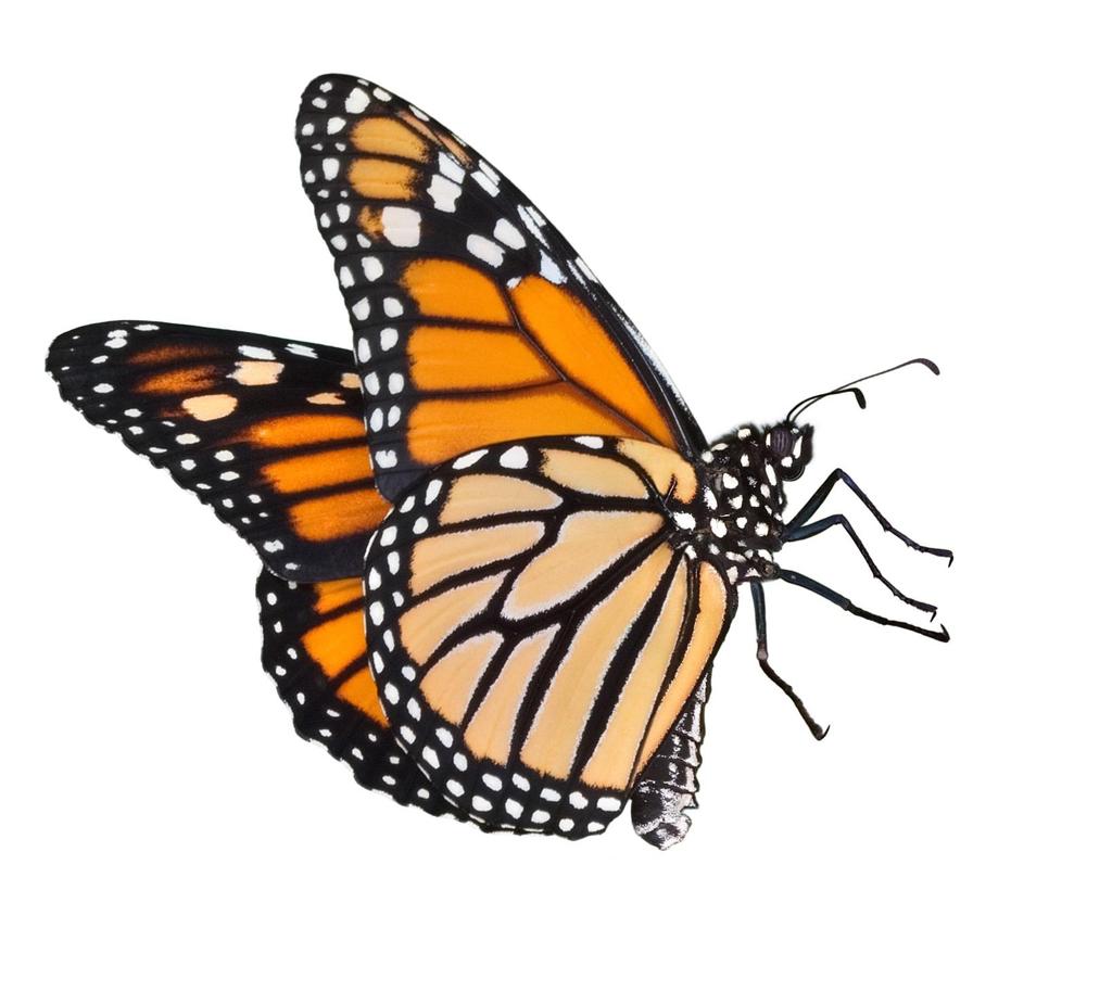 Butterfly Predictions Lesson 4 Based on what we have learned about animals, how do you think we should classify the