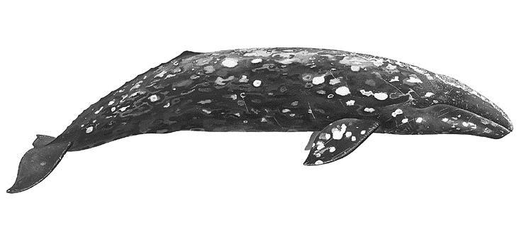 Lesson 5 Name Date Gray Whale Classification: Gray whales are vertebrates because they have a backbone. They are also classified as a mammal.