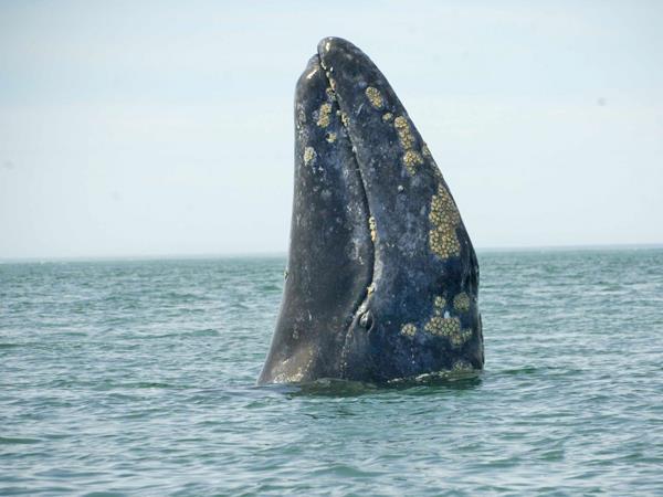 Behavioral Traits: In winter, gray whales leave the cold waters of Alaska and migrate to the warm waters of Baja Mexico. This is one of the longest migrations of mammals 10,000 miles.