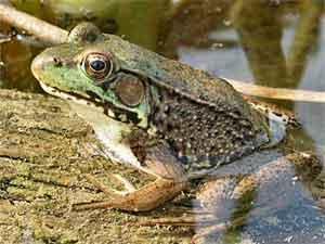 Name Date Lesson 8 Frog Classification: Frogs are vertebrates because they have a backbone.