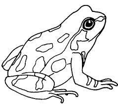 The frog gets its moisture through its skin. This is why they are wet and slimy.