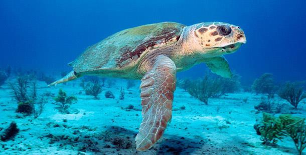 Name Sea Turtle Date Lesson 8 Classification: Sea turtles are vertebrates because they have a backbone. Sea turtles are also reptiles. They have scaly skin and they breathe air.