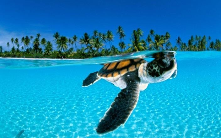 Behavioral Traits: Sea turtles spend their lives in the warm waters searching for sea plants and sea animals to eat. They are strong swimmers and good divers.