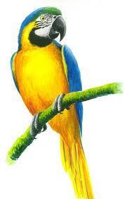 Lesson 9 Name Date Macaw Classification: Macaws are vertebrates. They have a backbone. They are classified as a bird.