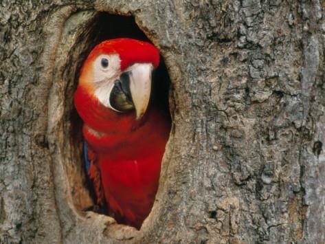Behavioral Traits: Macaws nest in holes that are high in the trees.