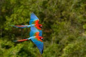 They make loud squeaks and screams. Macaws can fly up to 30 miles per hour.