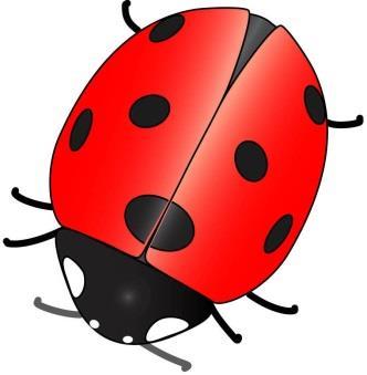 Name Date Ladybug Lesson 3 Classification: Ladybugs are invertebrates because they do not have a backbone.
