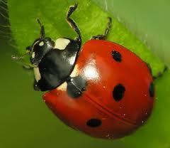Seven-spotted ladybugs are red or orange with three spots on each side and one in the middle.