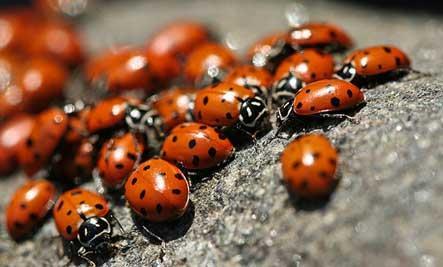 Behavioral Traits: When threatened, ladybugs release a bad-tasting fluid from their legs. Ladybugs stay together in groups to keep them safe from predators.