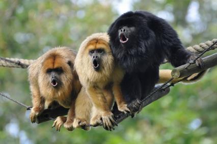 Howler monkeys like other canopy specialists have powerful prehensile tails with a naked underside on the last third portion.