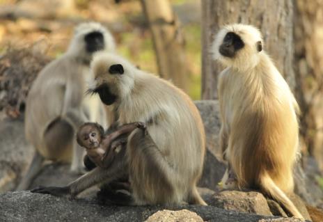 Langur Monkeys The Asian langurs belong to the family Cercopithecidae and subfamily colobinae.