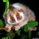 How do lorids differ from lemurs? Lemurs evolved on the island of Madagascar far away from other primates.
