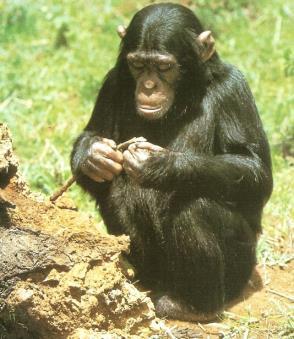 The Tool User Chimpanzees use tools to solve a greater range of problems, both in the wild and captivity, than any animal apart from humans.