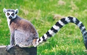 Ring-Tailed Lemurs (Lemur catta) Vital Statistics: Size: head and body 38-45cm, tail 56-62cm, 2.3-3.5kg. Scent glands on feet, backside, wrists and chest.