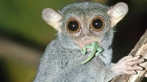 Ringlets: Like most lemurs, ringtails have only one baby, although twins are common when food is plentiful.
